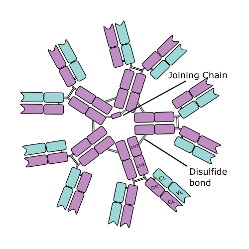 Иммуноглобулины iga igm. IGM антитела строение. IGM строение иммуноглобулина. IGG иммуноглобулин. Иммуноглобулиновые антитела IGM.