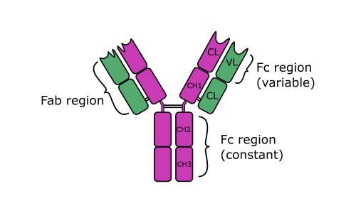Иммуноглобулин ig. Иммуноглобулины класса d (IGD). Иммуноглобулин IGE схема строение. Иммуноглобулин д строение. Иммуноглобулин g1 g2 g3 g4.