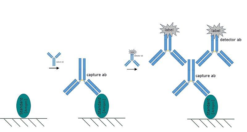 Representative image of an Indirect ELISA