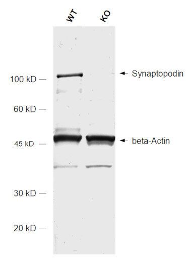 KO validation of Synaptopodin antibody ABIN1742348