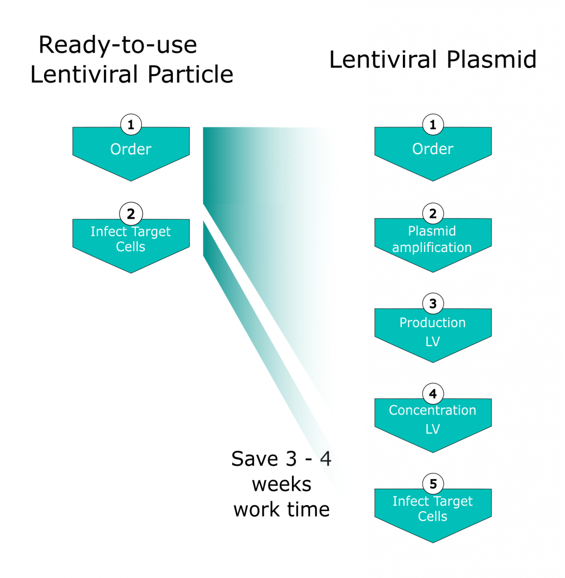 Fig.1: Comparison of work time necessary until target cell infection: Left: Ready-to-use-Lentiviral Particles; Right: Lentiviral Plasmid