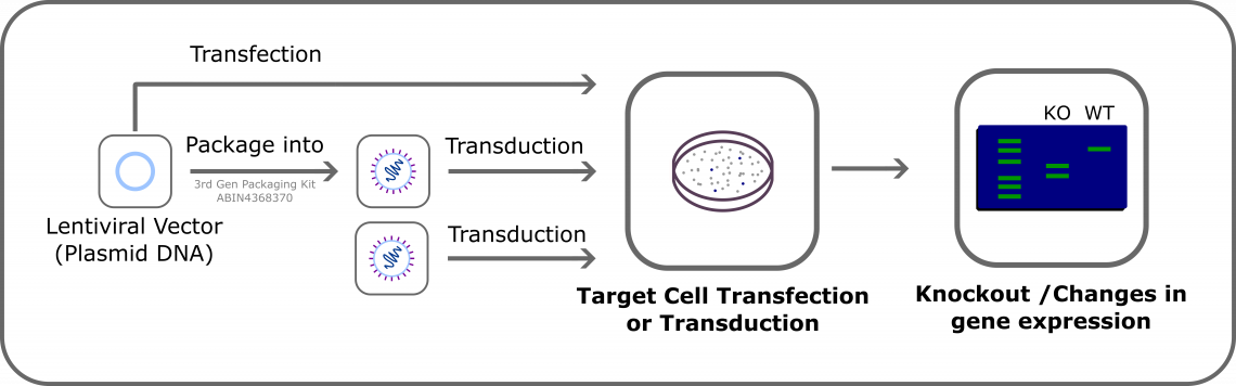 Fig.1: Lentiviral Vector and Lentivirus Workflow