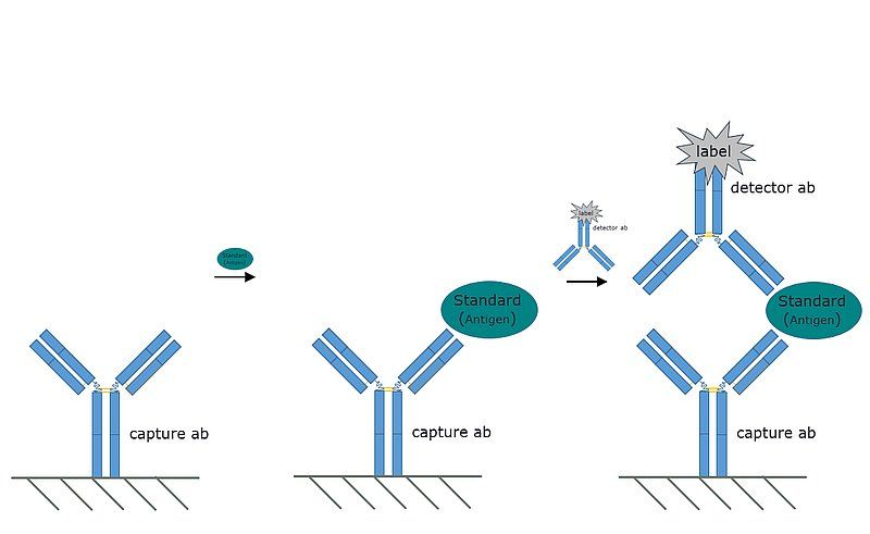 Representative image of an Sandwich ELISA