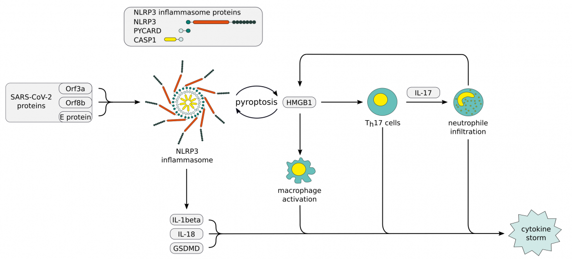NLRP3 inflammasome dysregulation in COVID-19