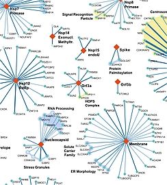 SARS-CoV-2 Protein Interactome Part.