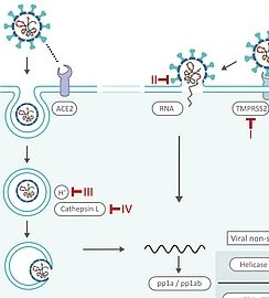 SARS-CoV-2 Replication Part