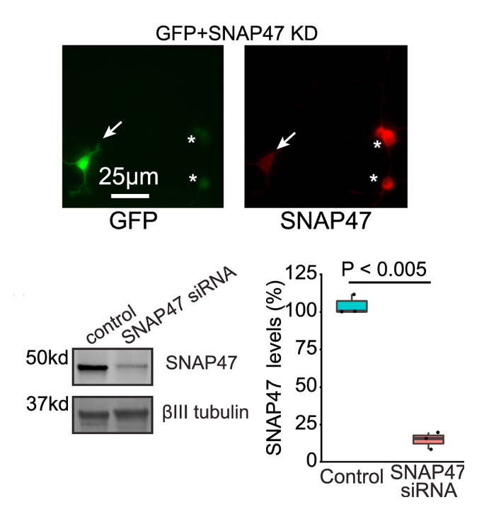 KD validation of SNAP47 antibody ABIN1742240