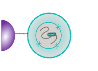 CUT&RUN Cell immobilization and permeabilization