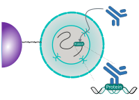 CUT&RUN Cell permeabilization and primary antibody binding