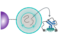 CUT&RUN Chromatin release