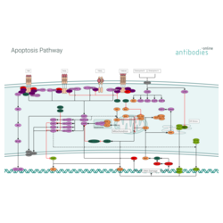 Apoptosis