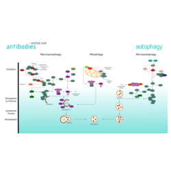 Autophagy