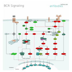 BCR信令