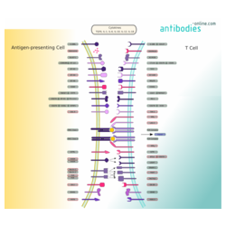 Cancer Immune Checkpoints