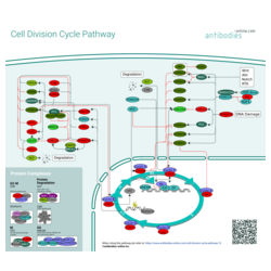 Cell Division Cycle