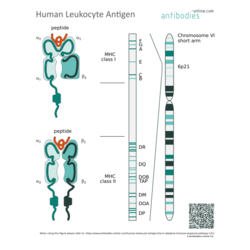 Human Leukocyte Antigen (HLA) in Adaptive Immune Response