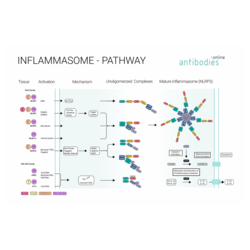 Inflammasome