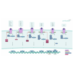 JAK-STAT Signaling