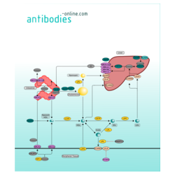 Lipid Metabolism