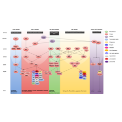 MAPK Signaling