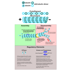 Microtubule Dynamics