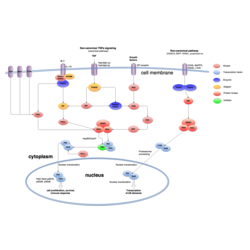 NF-kappaB Signaling