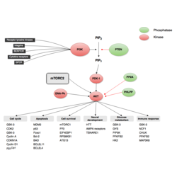 PI3K-Akt Signaling