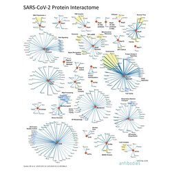 SARS-CoV-2蛋白相互作用组