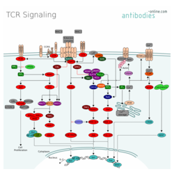 TCR信号