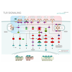 TLR Signaling