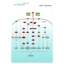 VEGF信号