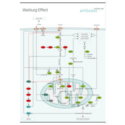 Warburg Effect