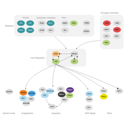 p53 Signaling